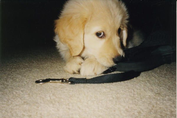 new_1998_06-kelly_small_2.jpg